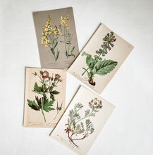 Load image into Gallery viewer, Set of 4 Vintage Botanical Prints -Set 2
