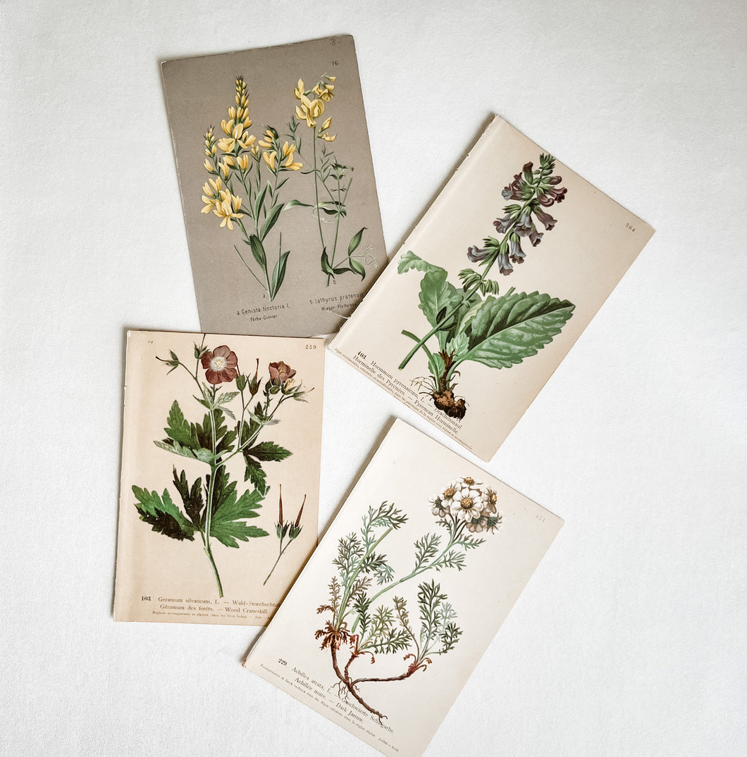 Set of 4 Vintage Botanical Prints -Set 2