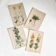 Load image into Gallery viewer, Set of 4 Vintage Botanical Prints -Set 1
