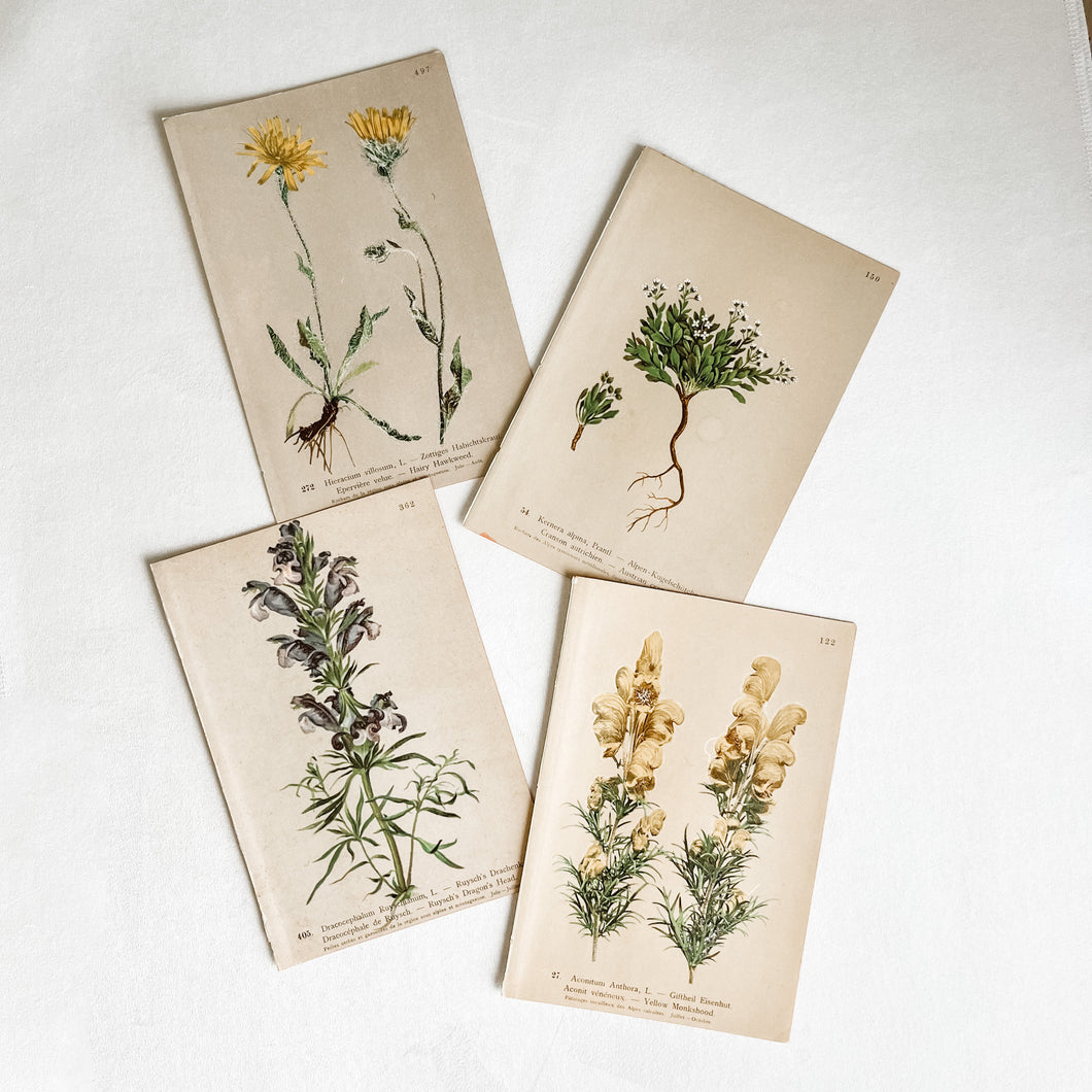Set of 4 Vintage Botanical Prints -Set 1