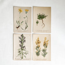 Load image into Gallery viewer, Set of 4 Vintage Botanical Prints -Set 1

